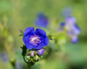 Beautiful close-up of phacelia viscida