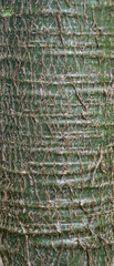 Beautiful close-up of vasconcella cundinamarcensis