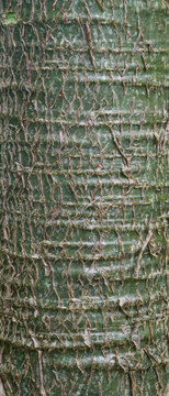 Beautiful close-up of vasconcella cundinamarcensis