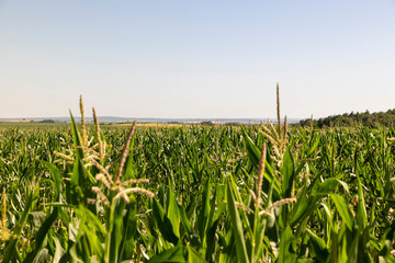 corn crops are grown with corn flowers against a sky, landscape photography