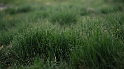 Close-up view of vibrant green grass.
