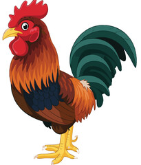 rooster isolated on white background