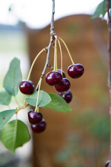 Ripe Cherries on a tree in the summer 