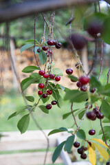 Ripe Cherries on a tree in the summer 