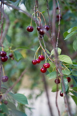 Ripe Cherries on a tree in the summer 