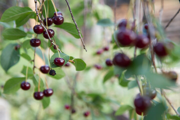 Ripe Cherries on a tree in the summer 