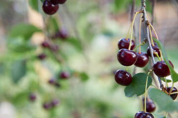 Ripe Cherries on a tree in the summer 