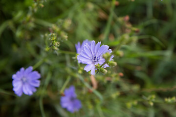 Common chicory plant blooming in a meadow