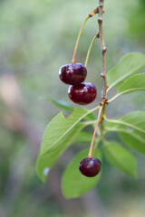 Ripe Cherries on a tree in the summer 
