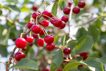 Ripe Cherries on a tree in the summer 