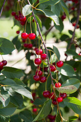 Ripe Cherries on a tree in the summer 