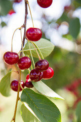 Ripe Cherries on a tree in the summer 