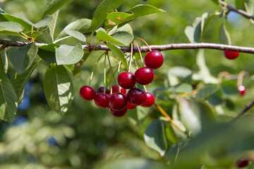Ripe Cherries on a tree in the summer 