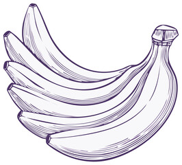 Fototapeta premium Bunch of Bananas with Vintage Engraving Style and Purple Outline
