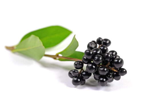 Ligusterbeeren isoliert vor wei&szlig;em Hintergrund