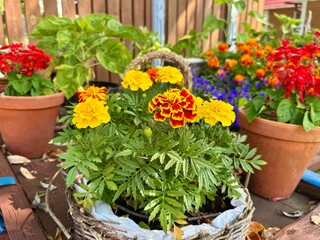 beautiful blooming marigolds in a pot on a summer day. High quality photo