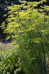 Fennel (Foeniculum vulgare) plant growing in a garden