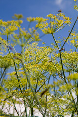 Fennel (Foeniculum vulgare) plant growing in a garden