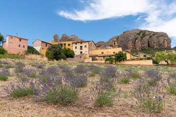 Fototapeta premium Agüero and Mallos de Agüero. Lavender field. Hoya de Huesca. Huesca