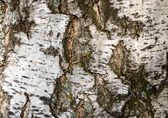 The birch bark texture or background. Macro shot is made by means of stacking technology trunk....
