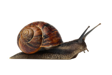 Detailed view of a snail, showcasing its shell and body.