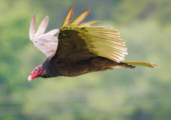 Turkey Vulture flying over Dam in West Point Alabama.