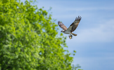 Osprey fishing eagle flying over a lake at West Point Dam in Alabama.