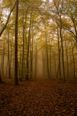 A mysterious, foggy autumn woodland scene. A thick blanket of leaves covers the forest floor as...