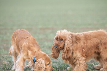 Beautiful cheerful purebred cocker spaniel outdoors.