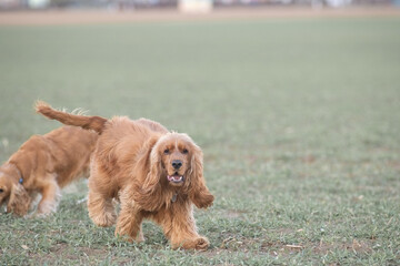 Beautiful cheerful purebred cocker spaniel outdoors.