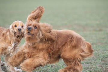 Beautiful cheerful purebred cocker spaniel outdoors.