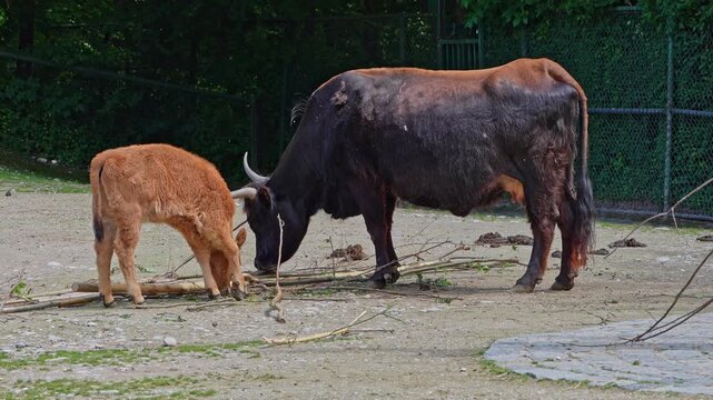Family of Aurochs, Heck cattle, Bos primigenius taurus, claimed to resemble the extinct aurochs. Domestic highland cattle