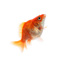 One small beautiful goldfish isolated on white