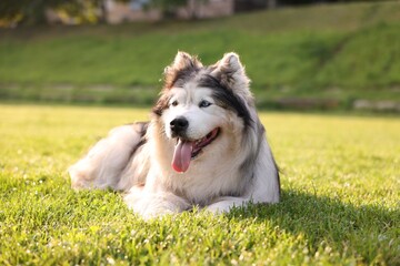 Adorable Alaskan malamute dog lying on green grass outdoors in morning