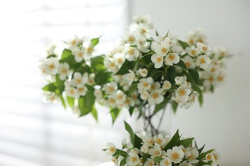 Bouquet of beautiful jasmine flowers in vase indoors, closeup