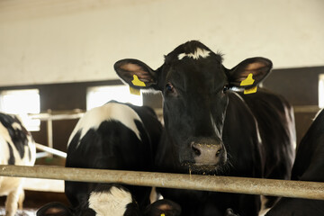 Cute cows near fence inside cowshed in dairy farm
