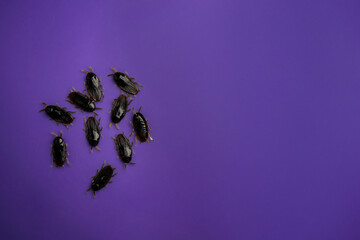 A modern greeting card for Halloween. Cockroach, a ghost on a fashionable purple background. A...