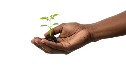 Hand holding seedling plant, growth and care concept, new life, spring season, black background, hope