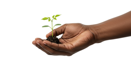 Hand holding seedling plant, growth and care concept, new life, spring season, black background, hope