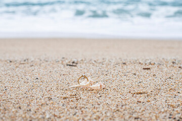 Gold wedding rings in a shell on the ocean shore. place for advertising text