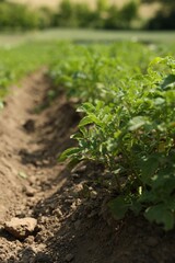 Potato plants with green leaves growing in field, closeup
