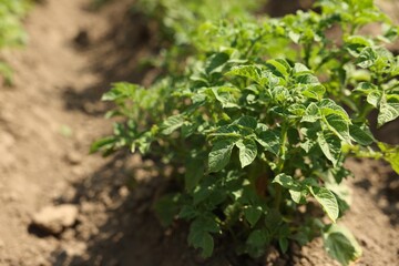 Potato plants with green leaves growing in field, closeup