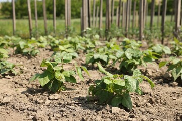 Soy plants with green leaves growing in field, closeup