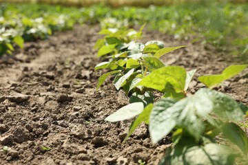 Soy plants with green leaves growing in field, closeup