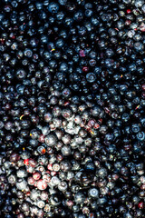 Wild blueberry. Freshly picked organic blueberries