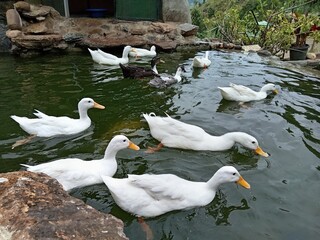 ducks on the lake