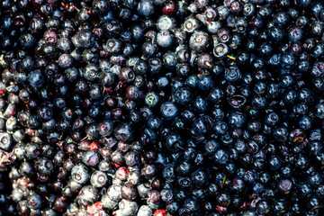 Wild blueberry. Freshly picked organic blueberries