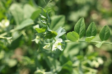 Pea plants with green leaves and flowers growing in field, closeup