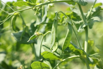 Pea plants with green leaves and pods growing in field, closeup