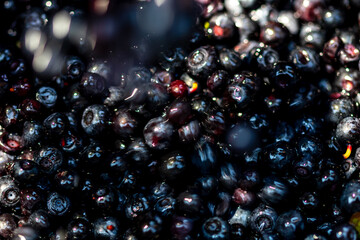 Wild blueberry. Freshly picked organic blueberries